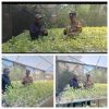 Polsek Lakarsantri Dukung Ketahanan Pangan Lewat Kebun Hidroponik Sawi di Lingkungan sekolah 
