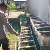 Gugus Tugas Polsek Rembang Pantau Lahan P2L, Wujudkan Ketahanan Pangan Melalui Implementasi Asta Cita Presiden RI