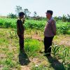 Bhabinkamtibmas Polsek Sukorejo Dorong Pemanfaatan Lahan Produktif untuk Dukung Ketahanan Pangan Nasional