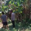 Bhabinkamtibmas Polsek Rembang Pantau Lahan Pisang Cavendish Dukung Program Ketahanan Pangan Nasional
