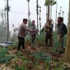 Polsek Tosari Dampingi Petani Bawang, Wujudkan Ketahanan Pangan di Lereng Bromo