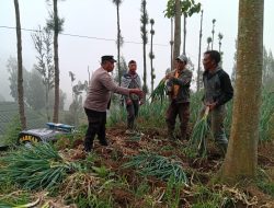 Polsek Tosari Dampingi Petani Bawang, Wujudkan Ketahanan Pangan di Lereng Bromo