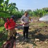 Hadapi Kemarau, Polres Pelabuhan Tanjungperak Siram Lahan Jagung Ketahanan Pangan