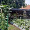 Ketahanan Pangan dari Lahan Perkotaan, Polsek Jambangan Dorong Warga Manfaatkan Pekarangan