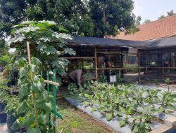 Ketahanan Pangan dari Lahan Perkotaan, Polsek Jambangan Dorong Warga Manfaatkan Pekarangan