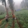 Bhabinkamtibmas Polsek Tosari Intensif Dampingi Petani Kentang Dukung Ketahanan Pangan Nasional