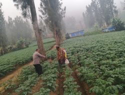 Bhabinkamtibmas Polsek Tosari Intensif Dampingi Petani Kentang Dukung Ketahanan Pangan Nasional