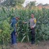 Bhabinkamtibmas Polsek Pasrepan Pantau Tanaman Jagung, Dukung Asta Cita Presiden di Bidang Ketahanan Pangan