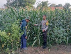 Bhabinkamtibmas Polsek Pasrepan Pantau Tanaman Jagung, Dukung Asta Cita Presiden di Bidang Ketahanan Pangan