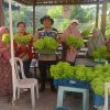 Dukung Ketahanan Pangan, Polsek Krembangan Panen Sawi Hidroponik Bersama KWT Dorang Cinta