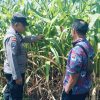 Bhabinkamtibmas Polsek Sukorejo Dorong Petani Optimalkan Lahan Produktif
