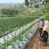 Bhabinkamtibmas Sambangi Lahan Cabai, Dukung Ketahanan Pangan Bersama Warga
