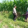 Optimistis Panen Bagus, Bhabinkamtibmas Laporkan Tanaman Jagung di Gunting Tumbuh Subur