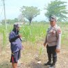 Bhabinkamtibmas Polsek Sukorejo Dorong Ketahanan Pangan Melalui Pemantauan Tanaman Jagung di Desa Lecari