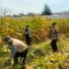 Hasil Panen Jagung di Karangjati Terpantau Baik, Bhabinkamtibmas Dukung Ketahanan Pangan Bersama Petani