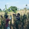 BHABINKAMTIBMAS SUKOREJO GERAKKAN MASYARAKAT MANFAATKAN LAHAN DUKUNG KETAHANAN PANGAN NASIONAL