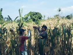 BHABINKAMTIBMAS SUKOREJO GERAKKAN MASYARAKAT MANFAATKAN LAHAN DUKUNG KETAHANAN PANGAN NASIONAL