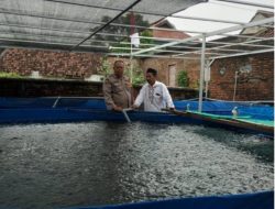 Budidaya Lele Warga Tambakan Berkembang Baik, Bhabinkamtibmas Dukung Program Pekarangan Bergizi