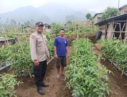Bhabinkamtibmas Polsek Nongkojajar Dampingi Warga Pantau Tanaman Tomat Dukung Program Ketahanan Pangan Nasional