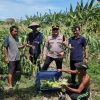 Sinergi Polisi dan Petani, Polres Pelabuhan Tanjung Perak Panen Jagung Pulut Ketan Ungu
