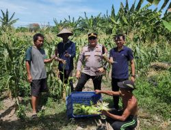 Sinergi Polisi dan Petani, Polres Pelabuhan Tanjung Perak Panen Jagung Pulut Ketan Ungu