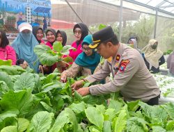 Kapolsek Krembangan dan Bhayangkari Panen Sawi Caisim, Dorong Warga Perkuat Ketahanan Pangan