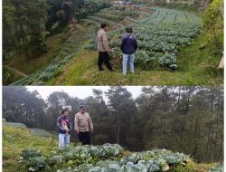Bhabinkamtibmas Blarang Rutin Monitoring Tanaman Kubis Agar Tumbuh Sesuai Harapan